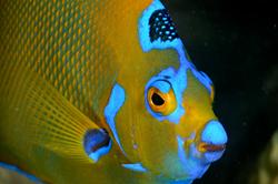 Bahamas, Caribbean - reef diving